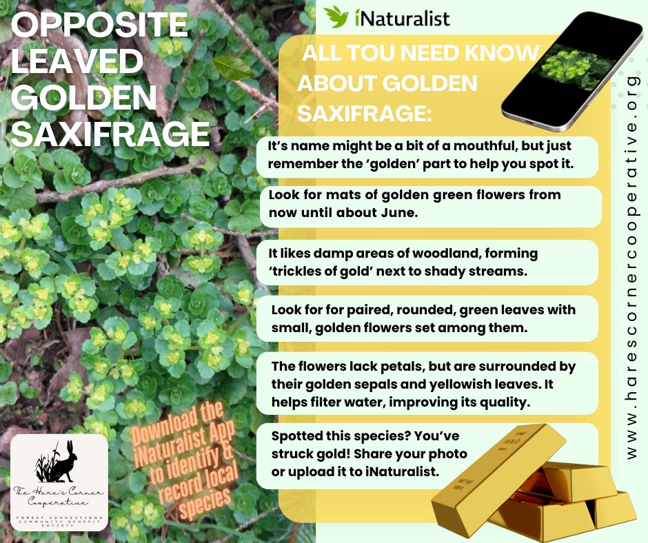 SPECIES SPOTLIGHT: OPPOSITE LEAVED GOLDEN SAXIFRAGE