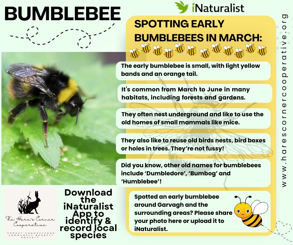 SPECIES SPOTLIGHT: BUMBLEBEE