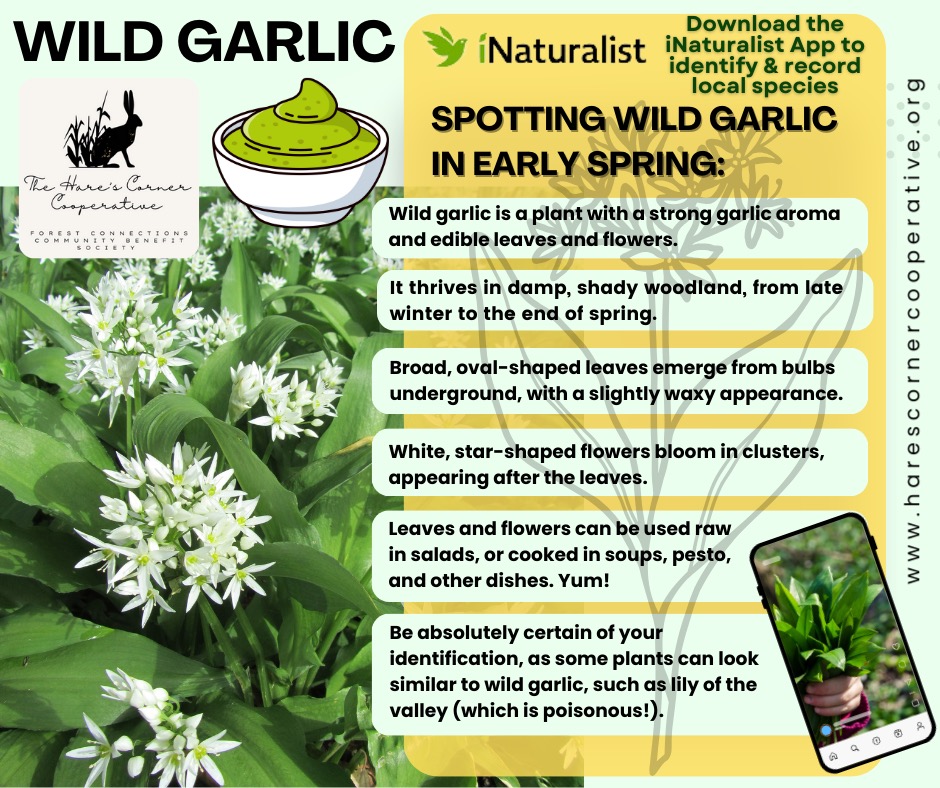 SPECIES SPOTLIGHT: WILD GARLIC