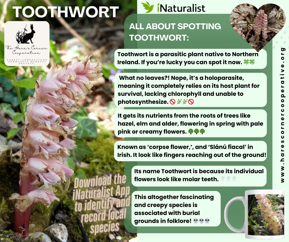 SPECIES SPOTLIGHT: TOOTHWORT