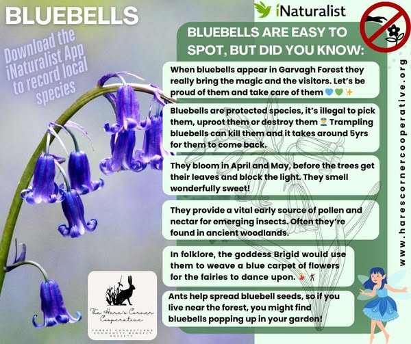 SPECIES SPOTLIGHT: BLUEBELLS