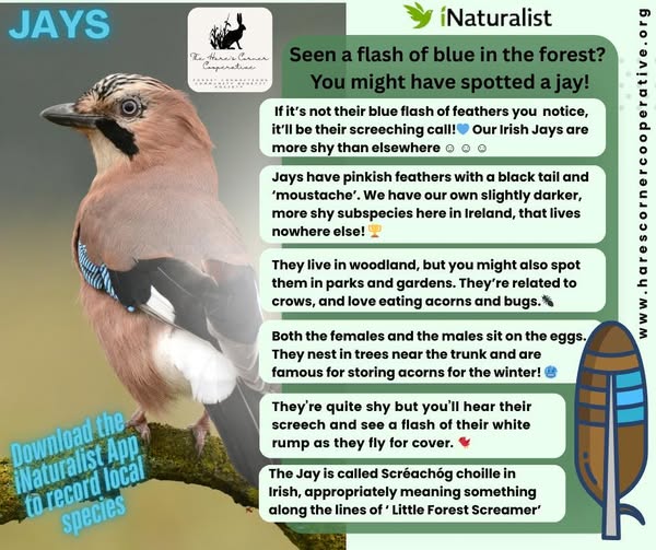 SPECIES SPOTLIGHT: EURASIAN JAY